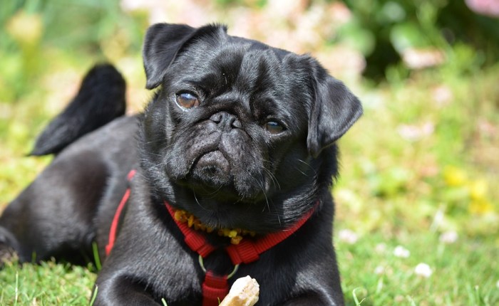 Schoothondjes van de lokale&nbsp;journastiek